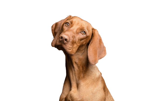 background dog photo